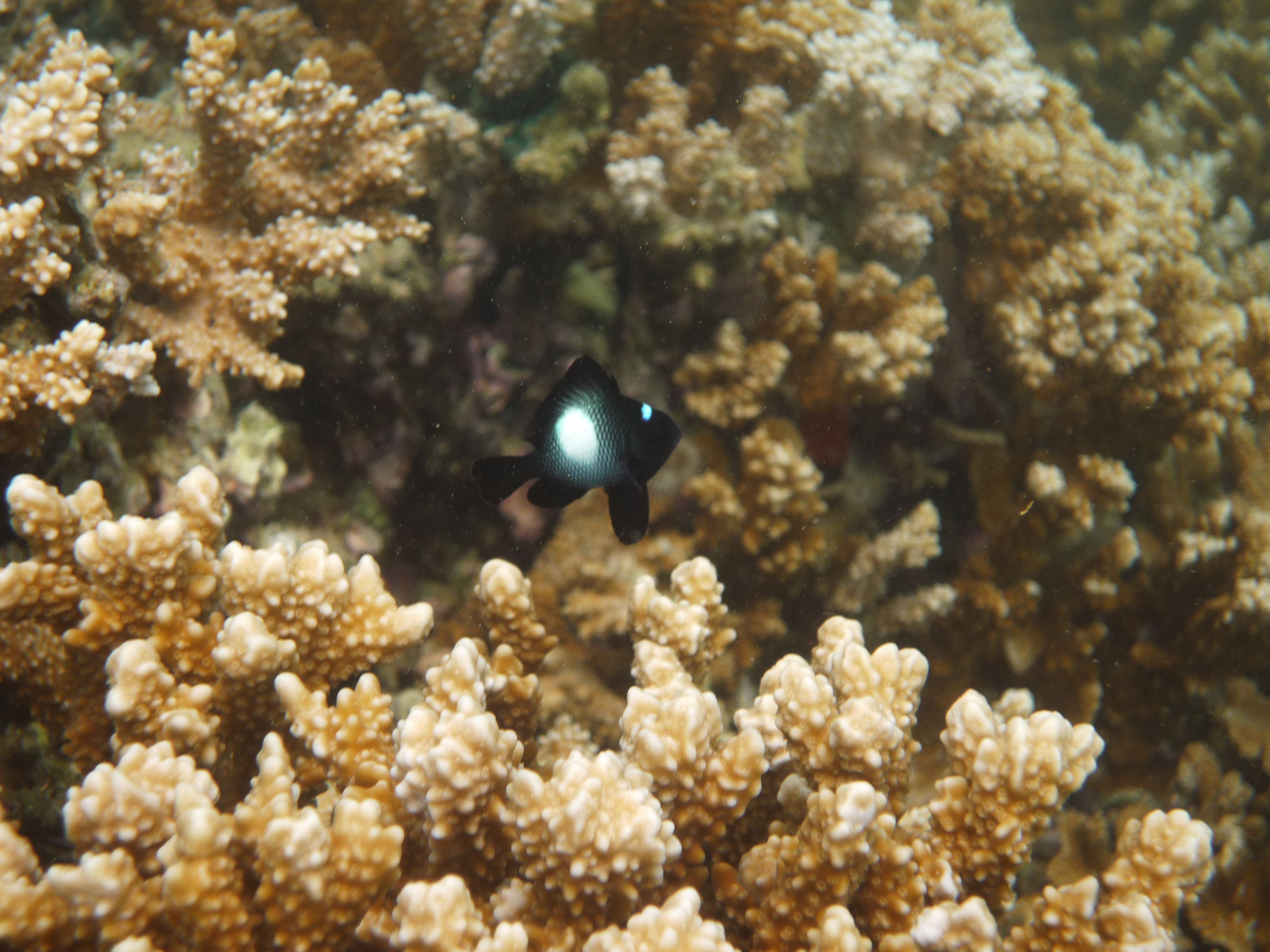 Damselfish on a Rice Coral